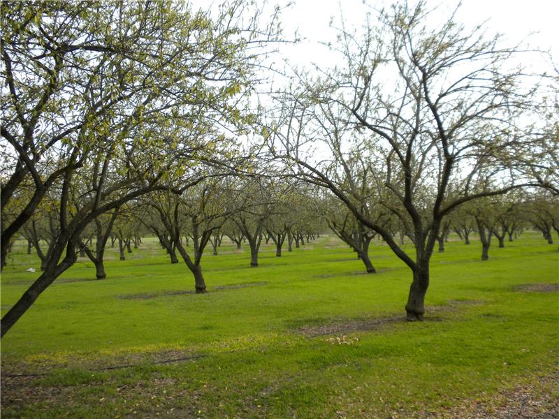 Orchard