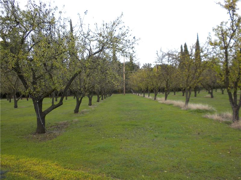 Orchard