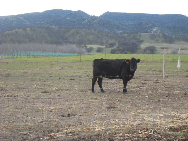 Some fencing for livestock