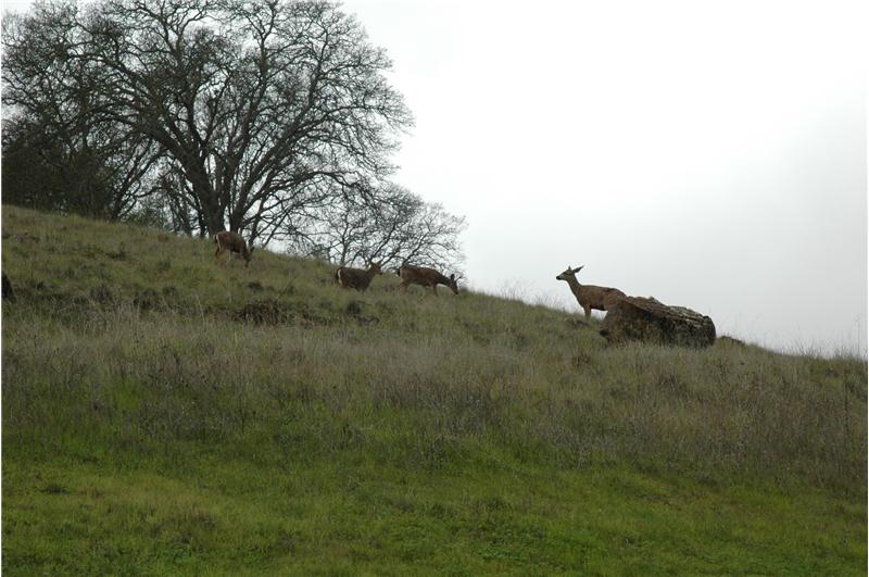 Deer at Eagle Ridge