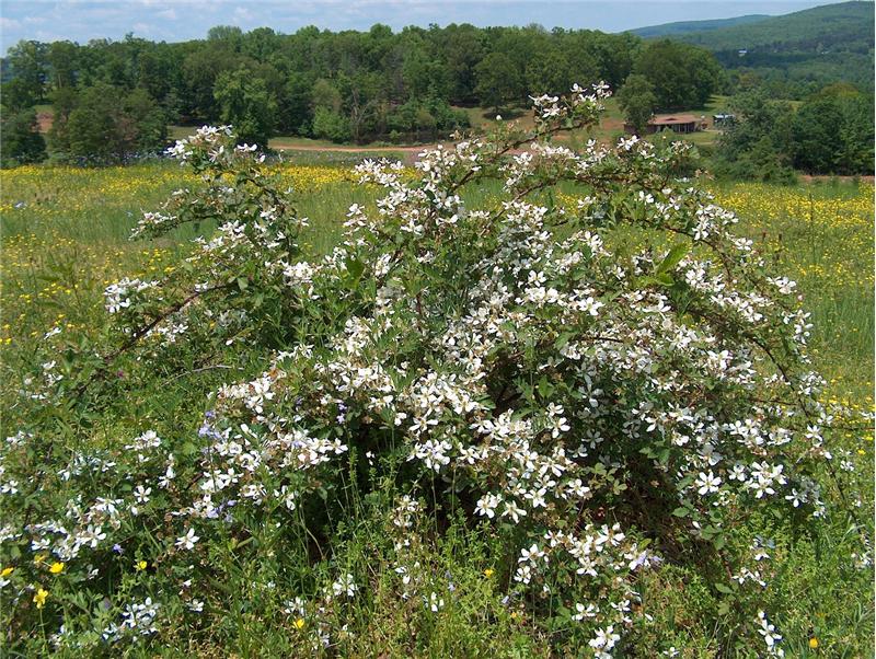 Springtime on the ranch