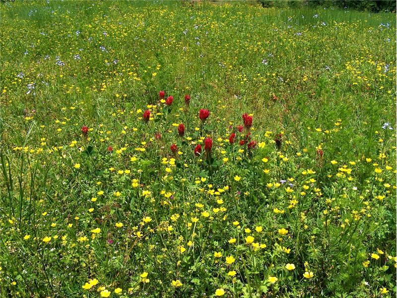 wildflowers on the ranch