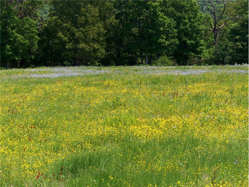A field of flowers in the Ozarks