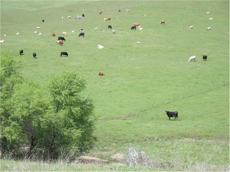 Pasture & grazing