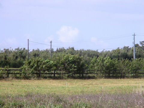 Lot View1