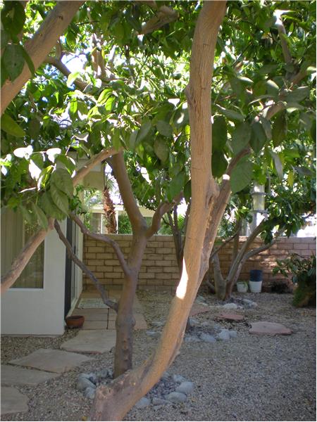 Fruit trees in Back yard