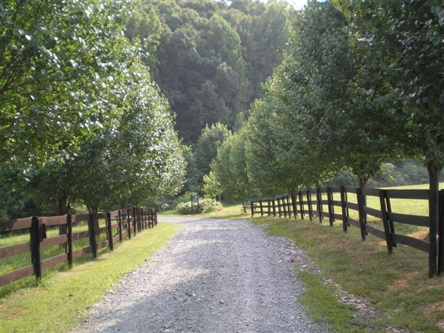 treelined drive