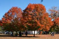 NJ Trees in Fall