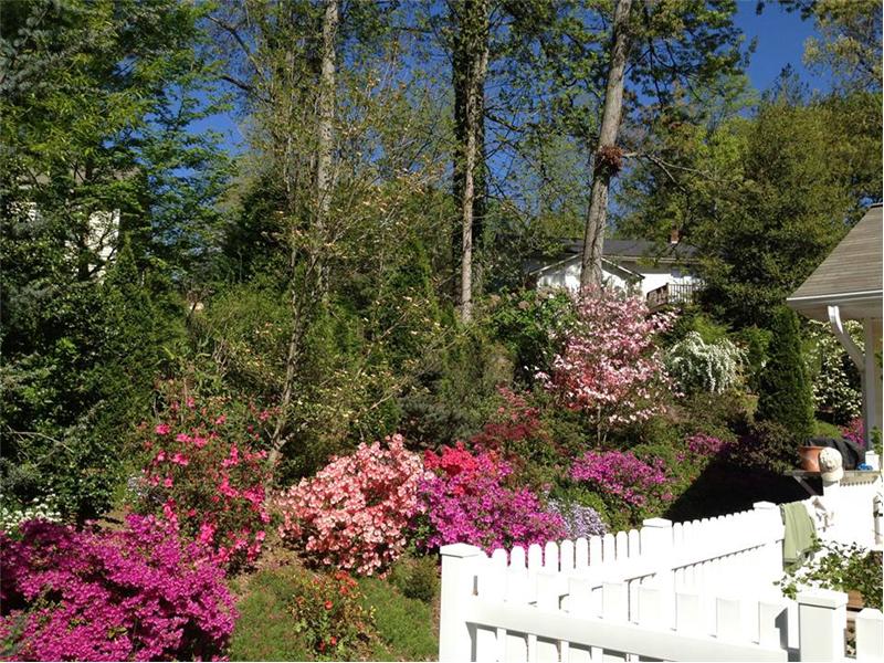 Pin Oak, Sugar Maple on Property