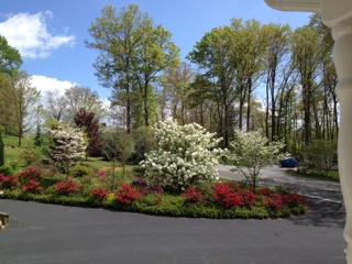Several different types Dogwoods