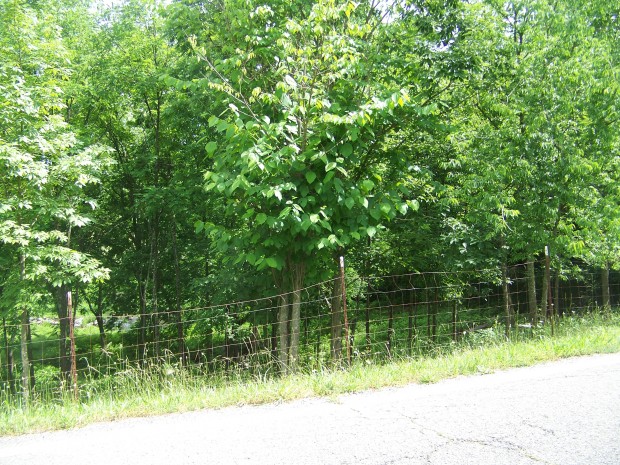 Road frontage - Saint Paul Rd