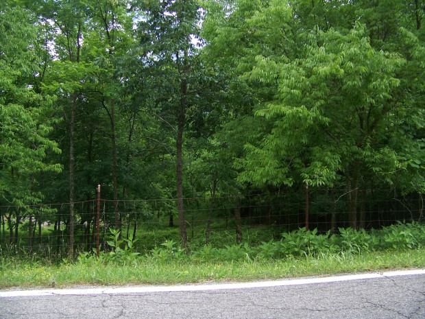 Road frontage - Saint Paul Rd