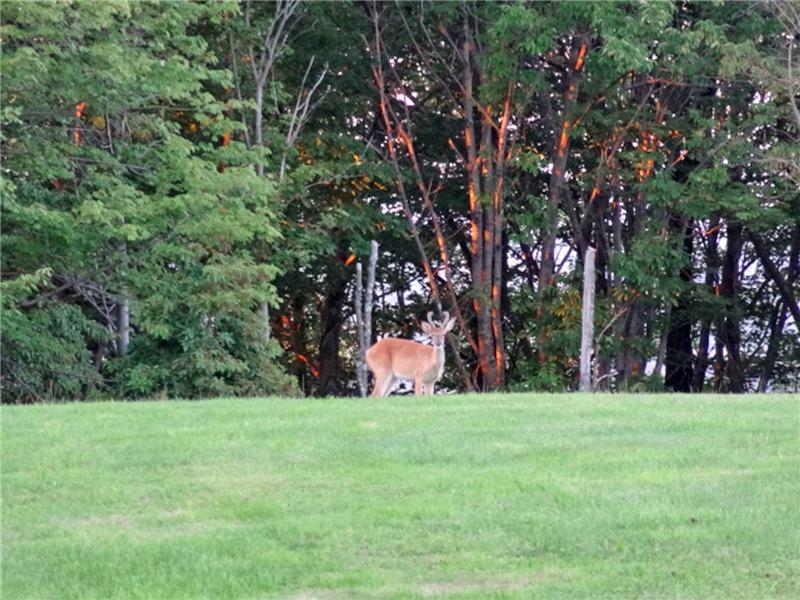 Wildlife