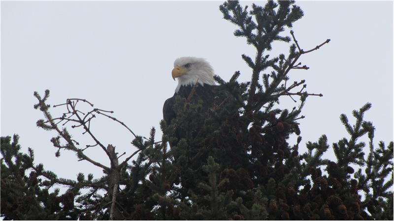 Eagle Views You!