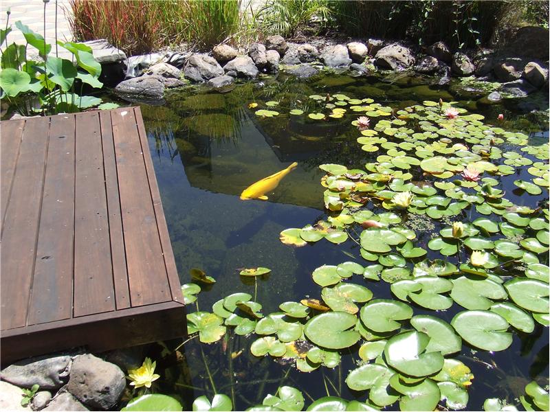 Delightful Koi Fish Charm You