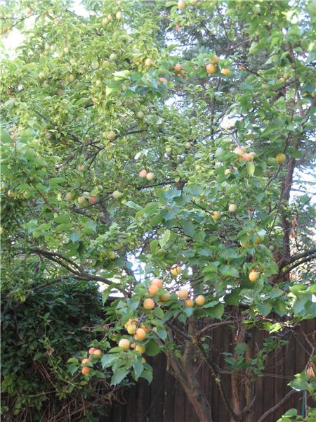 Apricot Tree
