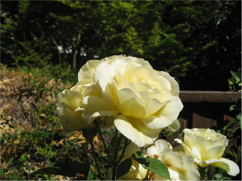 Beautiful Rose Bushes