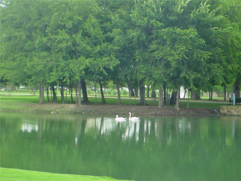 Swans in Twin Creeks lake