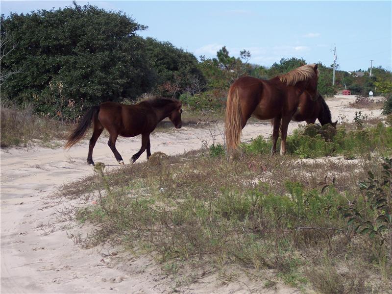Watch the Corolla Wild Horses grazing in the yard