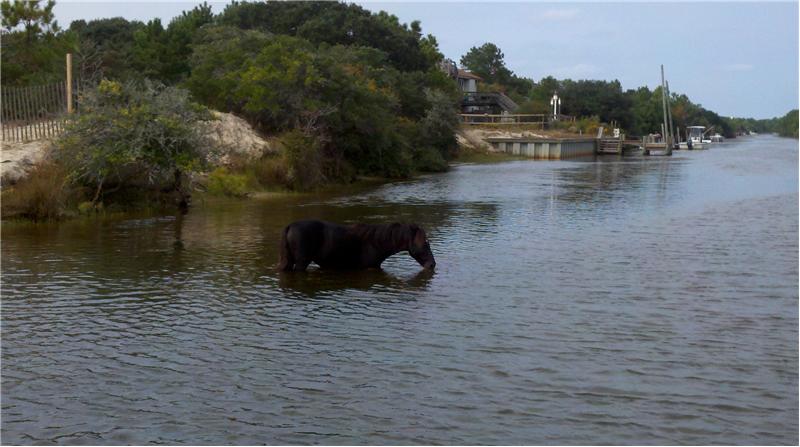 and the Corolla Wild Horses