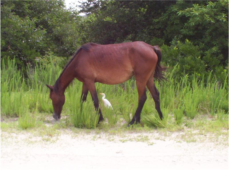 Corolla Wild Horses