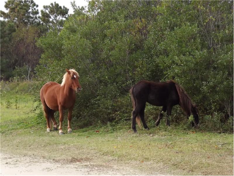 Corolla Wild Horses