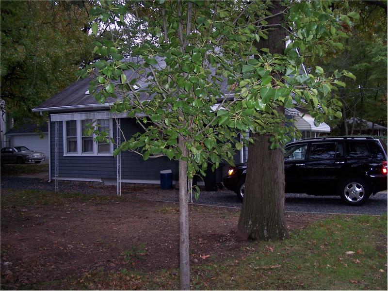 side front yard